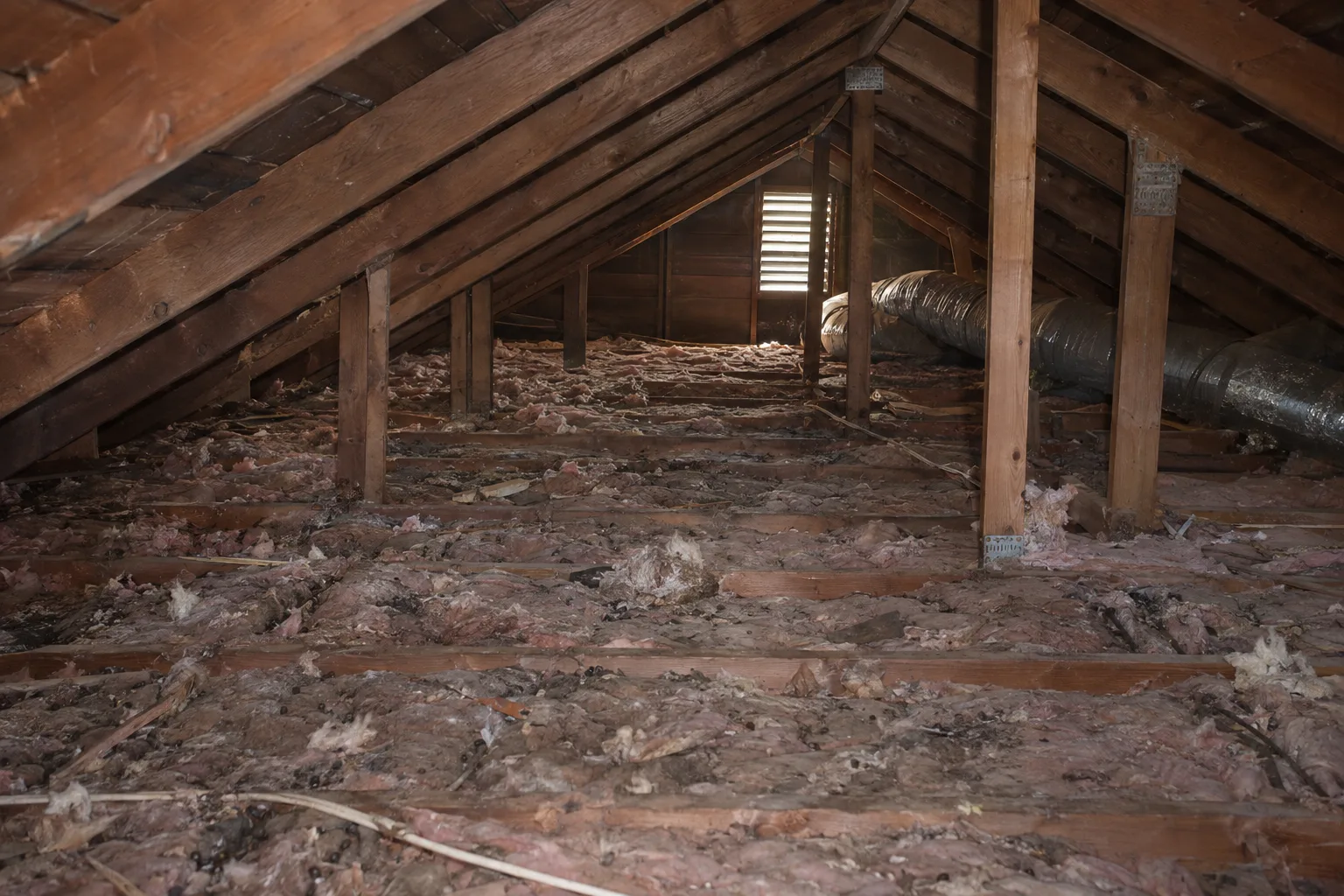Stained and matted fiberglass batt insulation between wooden attic joists in a Los Angeles home, with scattered rodent debris and nesting material visible across the attic floor