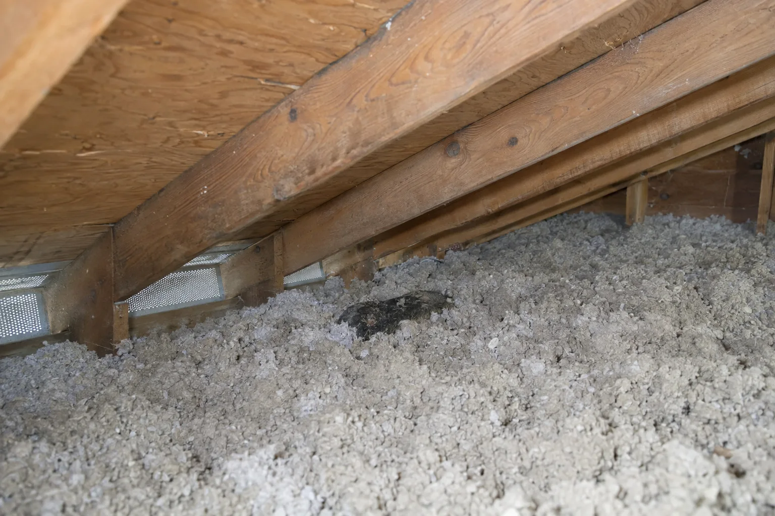 Cross-section schematic of a residential attic showing blown-in insulation filling the floor cavity with a small dark mass partially buried near a rafter bay, rafters and roof decking visible above