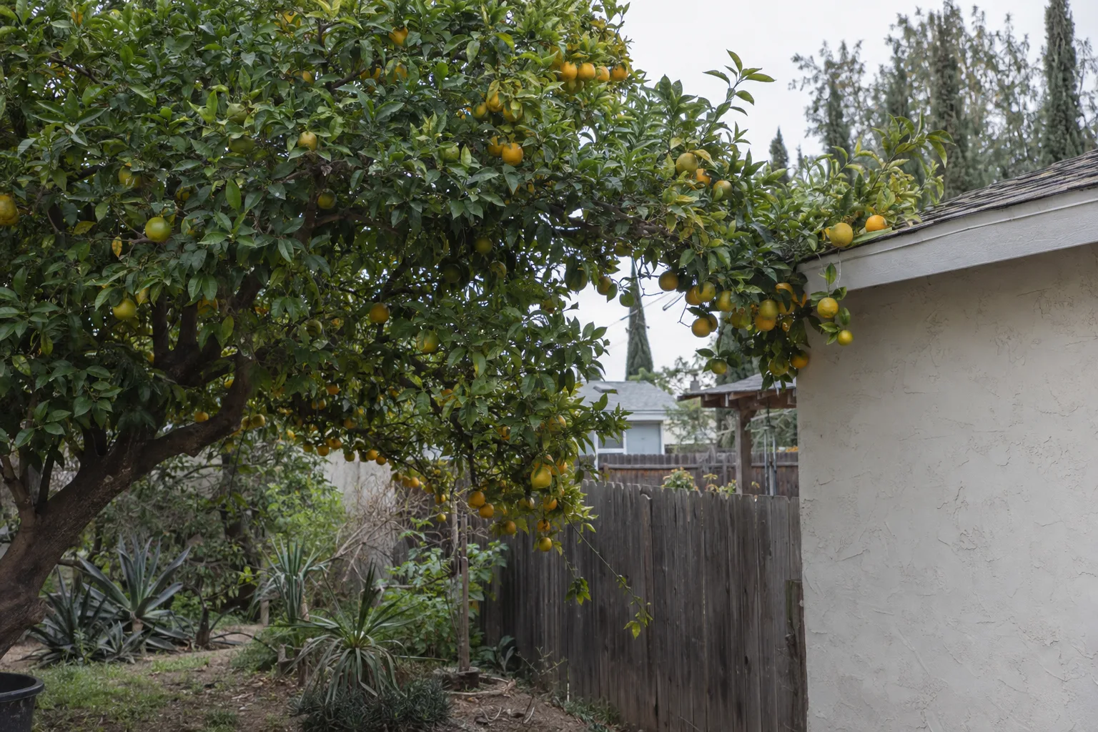Fruit-laden citrus tree branches extending over a wooden backyard fence and making contact with the stucco wall and roofline of a detached garage in a Los Angeles residential yard