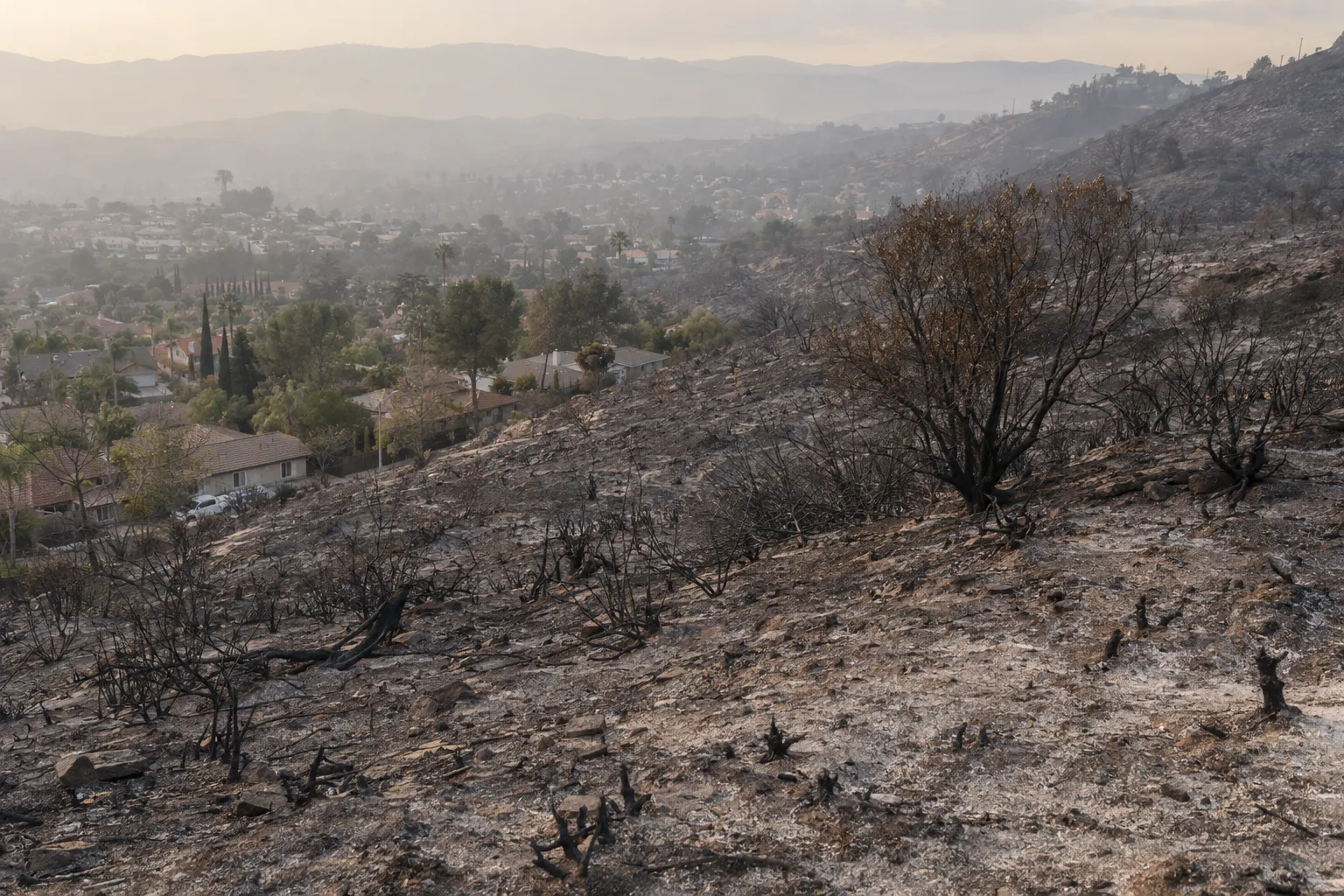 Scorched hillside burn scar with blackened chaparral stumps and ash-covered ground, Los Angeles residential rooftops visible at the slope's base under a hazy amber sky