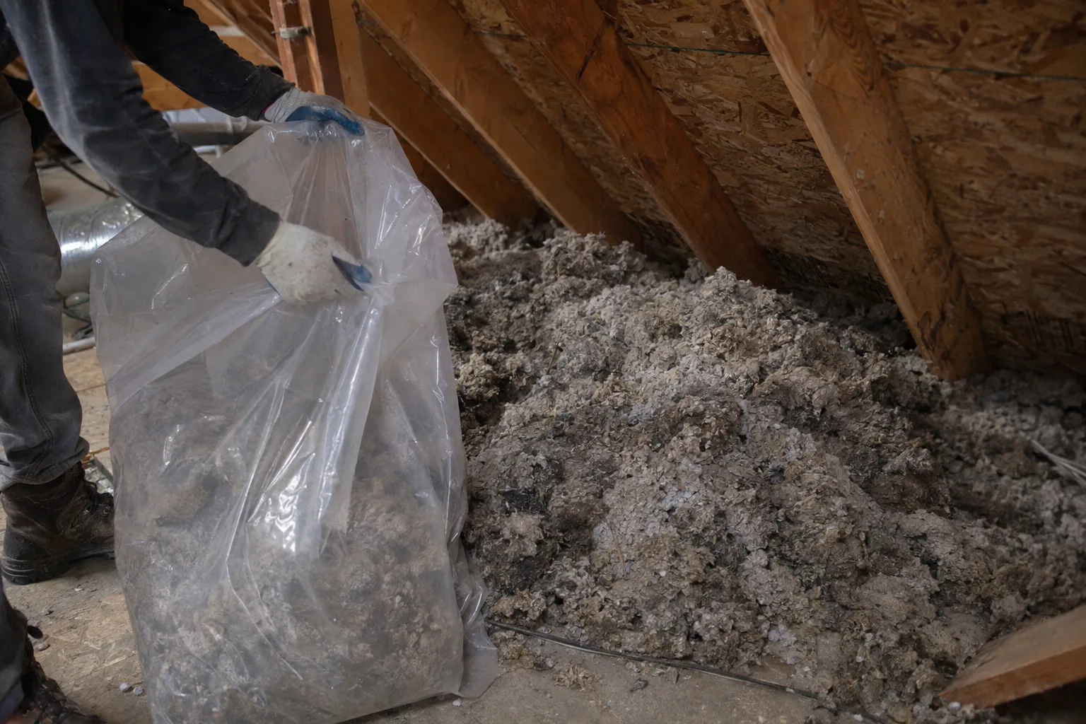 Gloved hands hold open a large clear plastic waste bag being filled with clumps of soiled attic insulation inside a low residential attic under work-lamp lighting