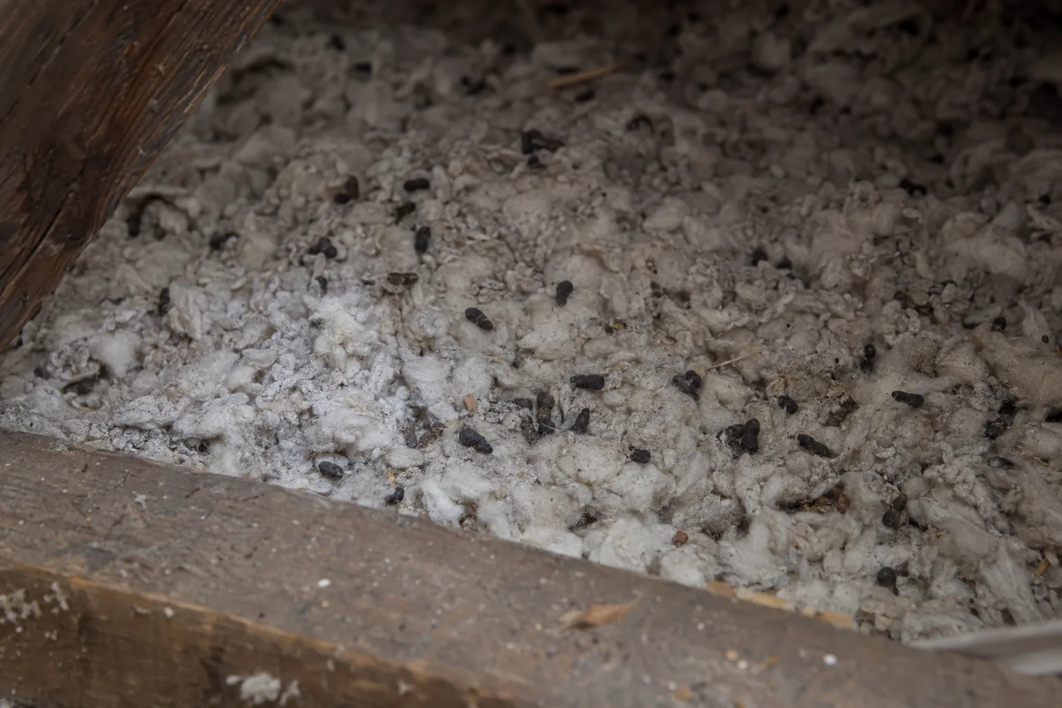 Close-up of pale grey blown-in attic insulation heavily scattered with small dark rodent droppings, a wooden rafter joist visible in the foreground under dim ambient light