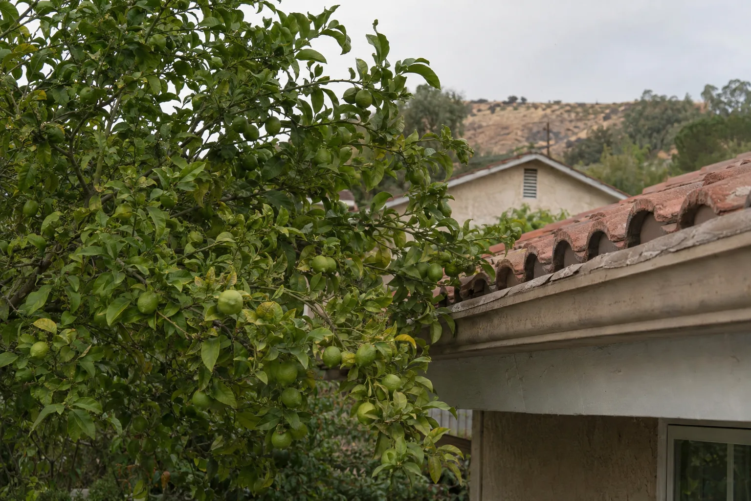 Citrus tree branches laden with green fruit extending toward the edge of a Spanish tile roofline on a San Fernando Valley home, with blue sky and dry hills in the background